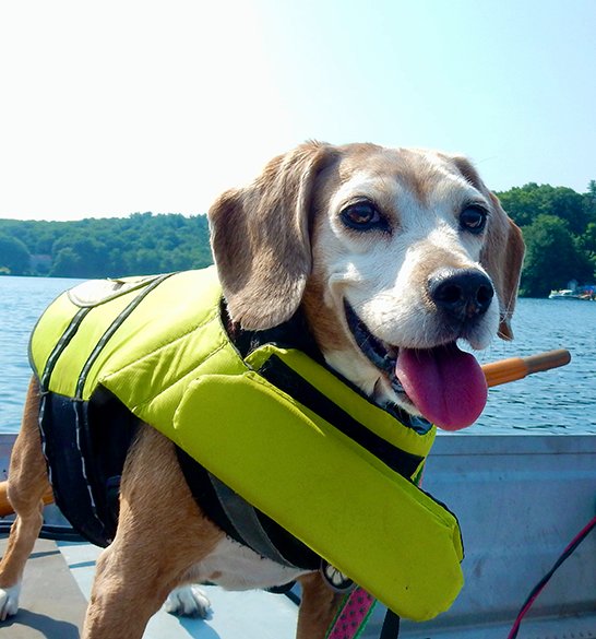 BONESbeagles's tweet photo. Summer adventures are here, but rising temps &amp; hazards can catch even the most prepared off guard🐾Before your next hike, beach trip, or pool party, protect those paws from hot pavement, keep fresh water handy, watch for signs of heatstroke, &amp; maintain their parasite prevention. https://t.co/cIf3pQ226b