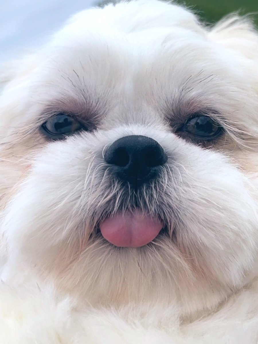 シーズーのオラフくん🐶 tweet media