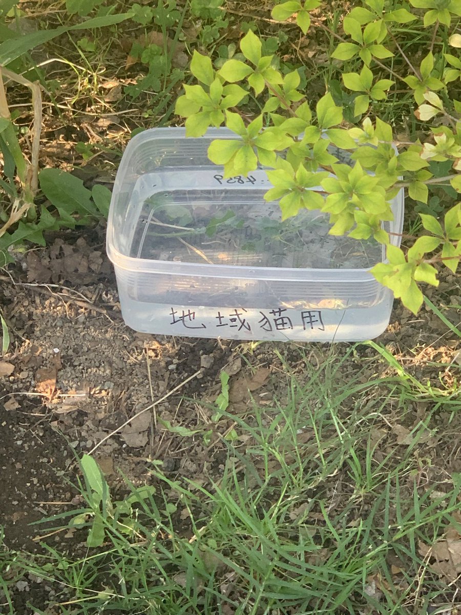 ナース千春の地域猫食堂 tweet media
