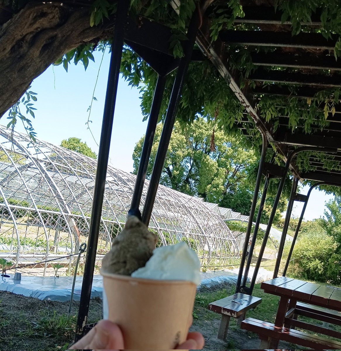 Hydrangea1970's tweet photo. #針名神社
お参りして、 #deraふぁーむ で牛さん🐮達に癒されてきた https://t.co/700ogYeH3Y
