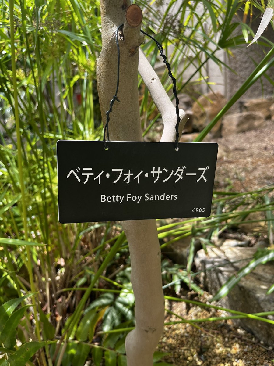 wdche's tweet photo. 競走馬みたいな椿の名前を見てます https://t.co/gyRV2QplRQ