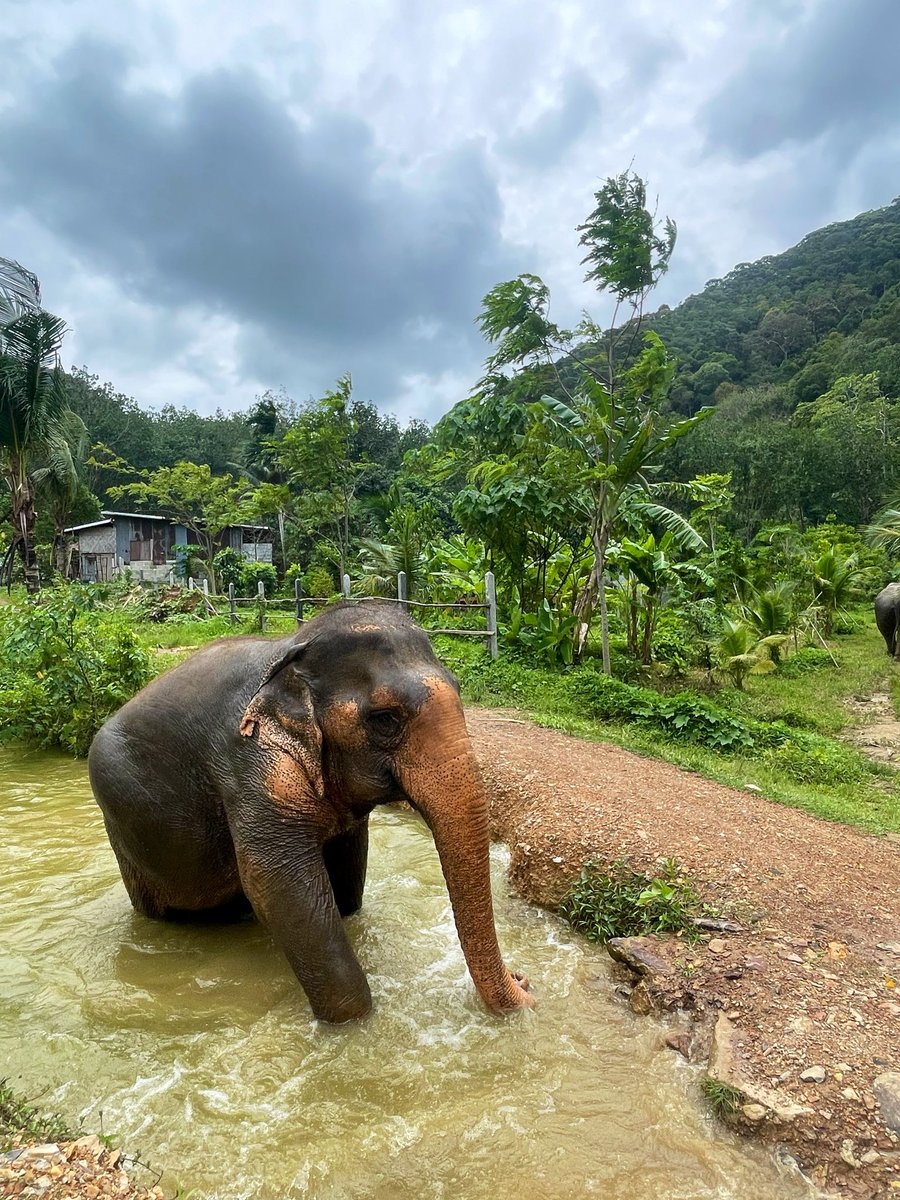 TaraTeacher1's tweet photo. Visited a fully ethical elephant sanctuary in Koh Lanta @FollowingGiants No touching, riding, feeding or bathing - just watching these beautiful creatures live their best life 💚 #elephants #ethicaltourism #kohlanta #thailand #vegantourism https://t.co/kwiMIveGfw