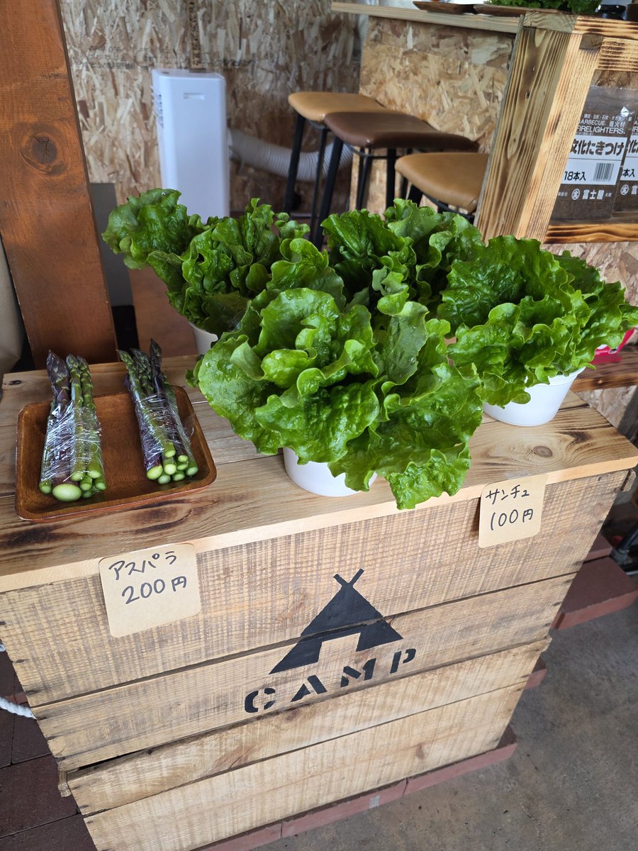 camphorippa's tweet photo. 朝採れ野菜販売中✨️
アスパラ 1束 200円
サンチュ 10枚 100円

今年のアスパラは残り少なくなってきてます！
お早めに！！ https://t.co/FAoPb3mw7f