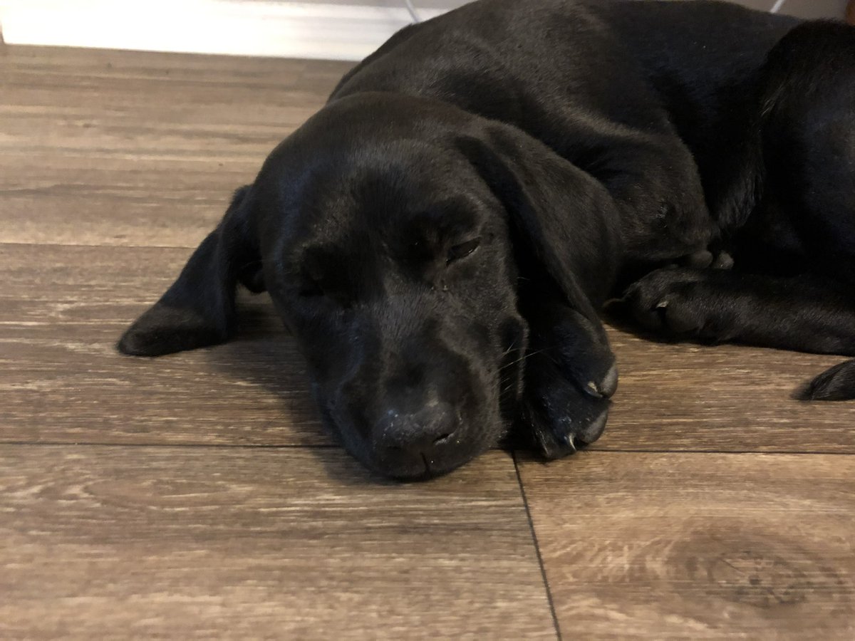 ShinxXArts's tweet photo. We interrupt this unintentionally scheduled indefinite hiatus with a birthday doggo! 

Can’t believe she’s already 6. Feels just like yesterday she was a yappy puppy https://t.co/U4oTLODzmU