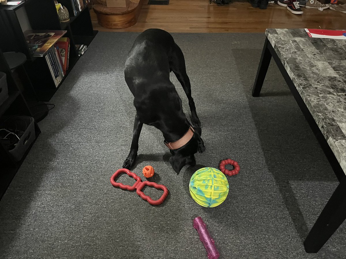 ShinxXArts's tweet photo. We interrupt this unintentionally scheduled indefinite hiatus with a birthday doggo! 

Can’t believe she’s already 6. Feels just like yesterday she was a yappy puppy https://t.co/U4oTLODzmU