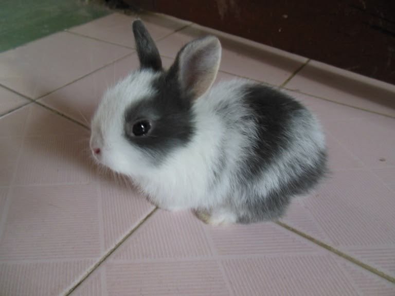 Bunnies tweet picture