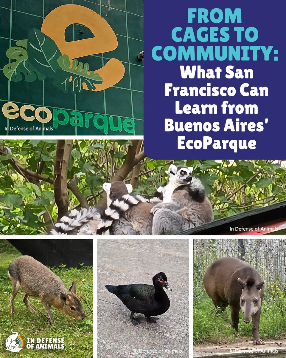 IDAUSA's tweet photo. Zoos don’t have to cling to outdated models to survive. Buenos Aires chose a different path &amp; created something better. San Francisco should do the same. 
Read more: https://t.co/AxKsHE5FaD
Pls RT &amp; support https://t.co/AA3nTSqFT7
#RethinkSFZoo #Animals #SanFrancisco #EcoParque https://t.co/ZwlYw2NGaj