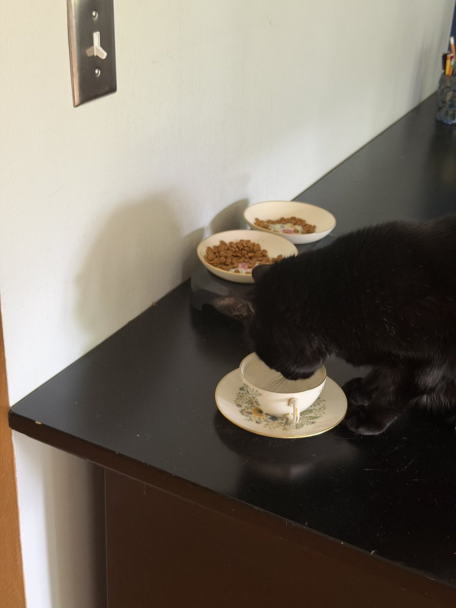 TimDuy's tweet photo. I upgraded my cat’s dinnerware to my grandma’s china. He deserves the upgrade. https://t.co/SaN8Oda9N3