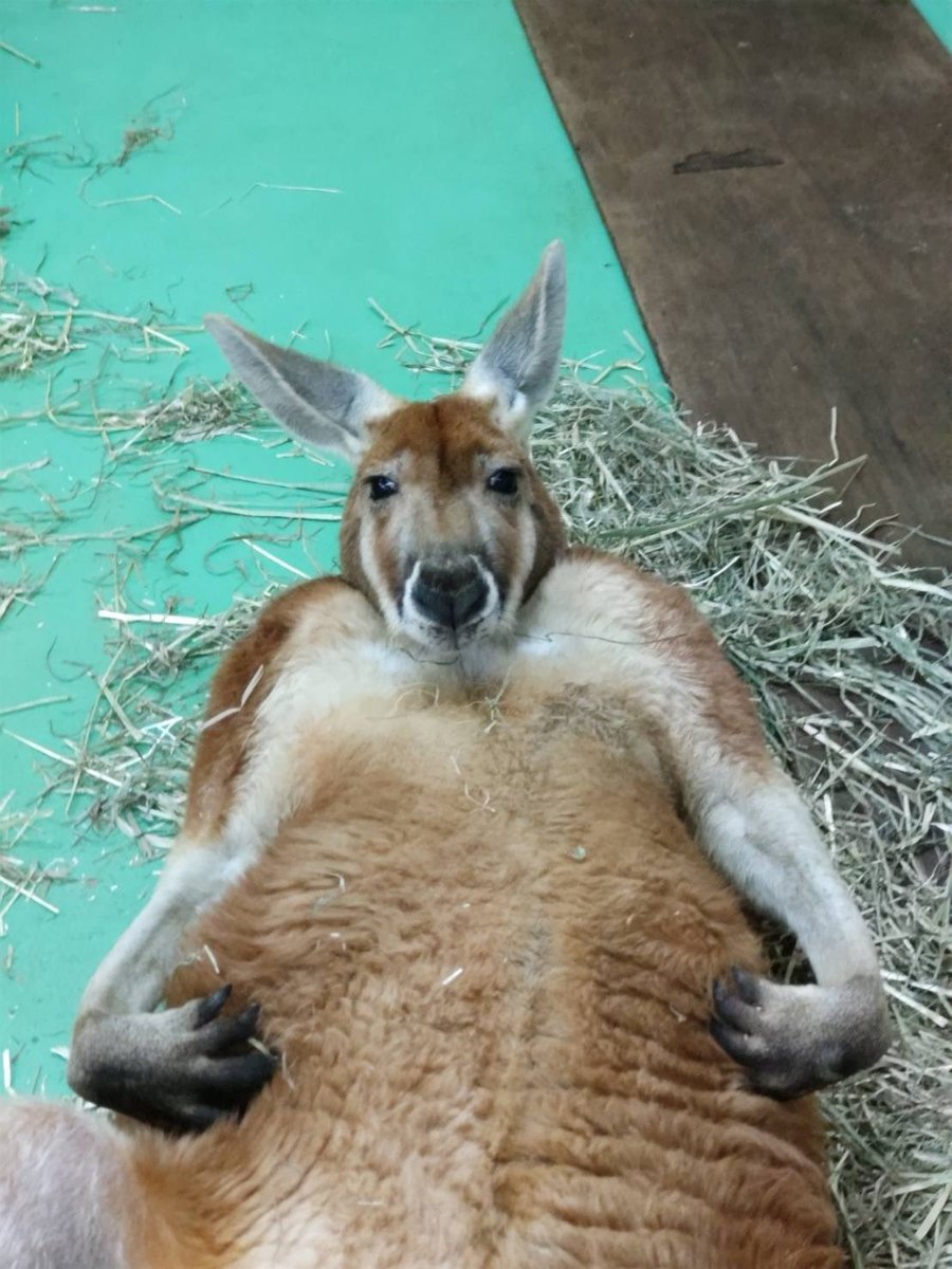 秋田市大森山動物園 tweet media
