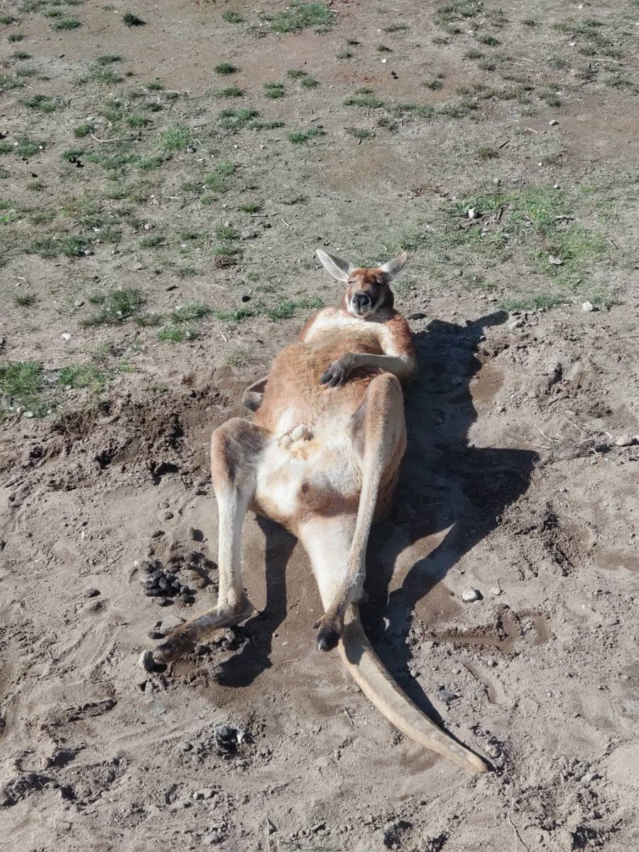 秋田市大森山動物園 tweet media