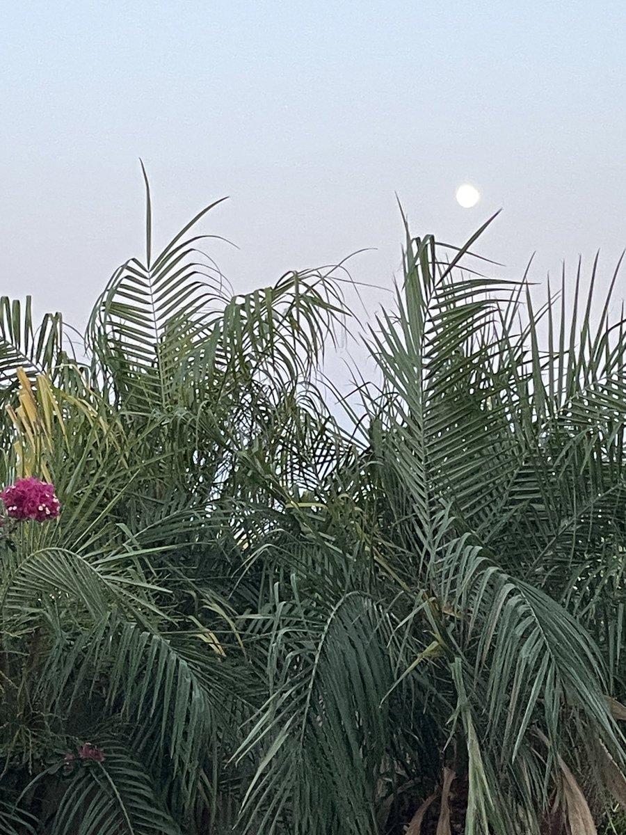 janIceingebrig1's tweet photo. In my backyard tonight. https://t.co/bNNAdT6WzN