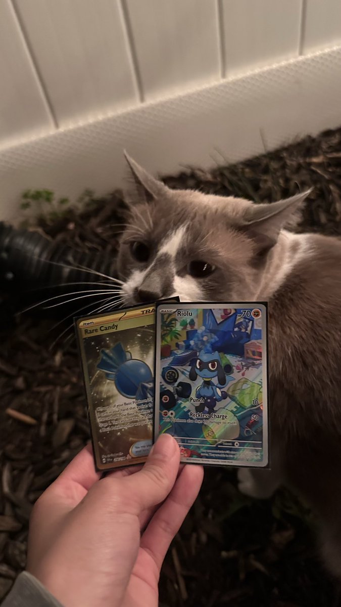 naleesoup's tweet photo. I decided to open a scarlet and violet bundle today and ofc my brother got the two hits😭
#pokemon #pokemoncards https://t.co/KZpX9ZmyPY