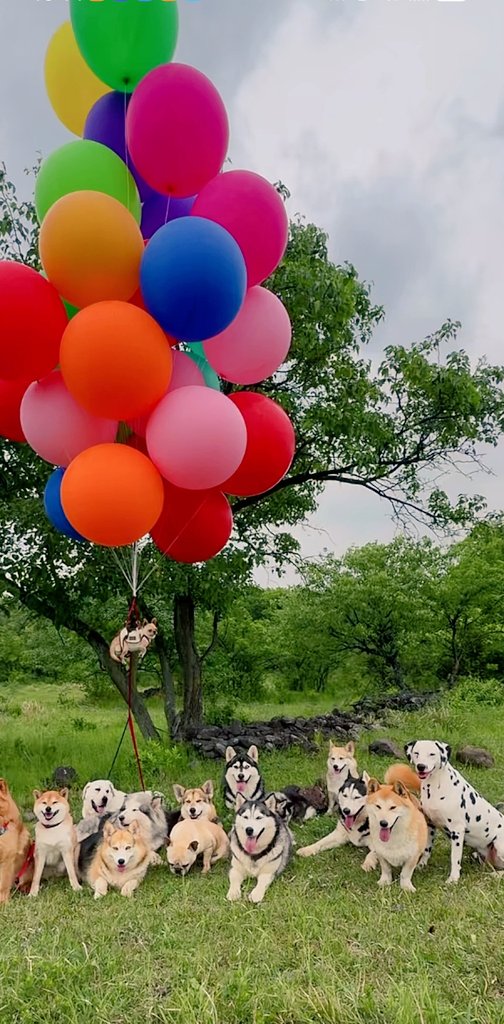 dtxcbch's tweet photo. 这也太可爱了吧！尤其是飞起的那只🐶😆🎈 https://t.co/UN8o7HeJIf