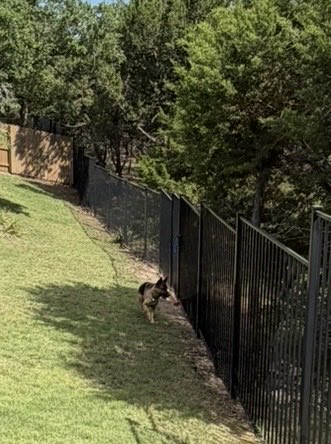 PamTXred's tweet photo. @GuntherEagleman My GS - her name is Scout. Frustrated bc she smells the 🦌. https://t.co/PC03orGo4s