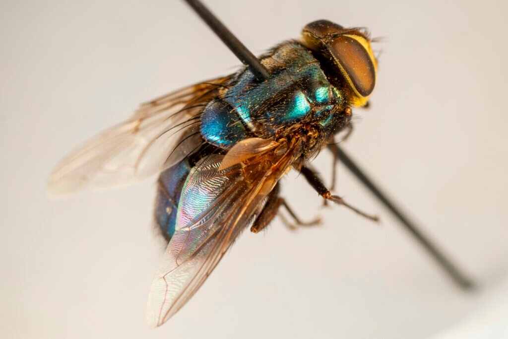 MarioNawfal's tweet photo. 🚨🇺🇸 A flesh-eating parasite that burrows through living animals has been found just 31 miles from the U.S. border...

The USDA confirmed today that the New World Screwworm turned up in a sheep in Mexico's Coahuila state, the closest it's come during this outbreak. 

Females lay eggs in open wounds, and the larvae eat through living flesh until the host dies.

The real danger is economic. 

An outbreak could cost Texas alone an estimated $1.8 billion and push record beef prices even higher, with the U.S. cattle herd already at a 75-year low.

For now, 31 miles is all that stands between American ranchers and a parasite straight out of a horror movie.

Source: Reuters / Republic Monitor