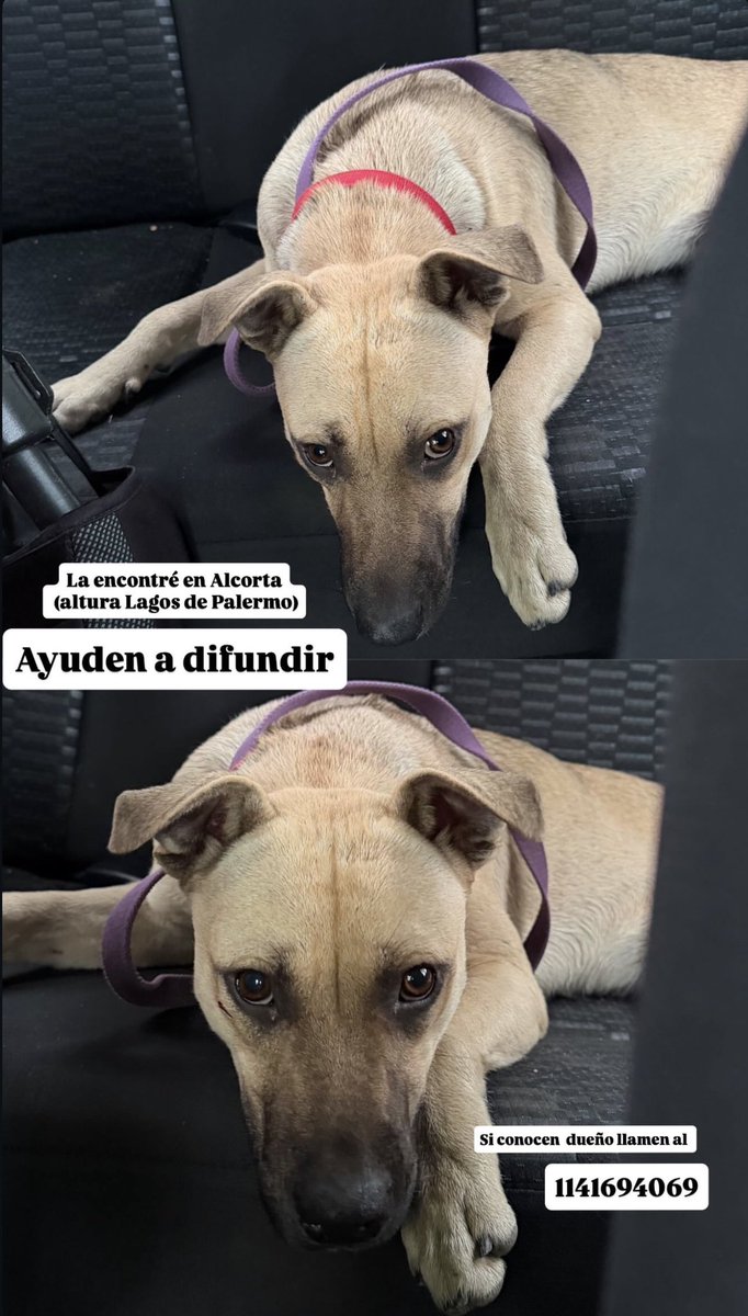 🧸 ✮ Agustina. ✮ 🚜🇦🇷 tweet media