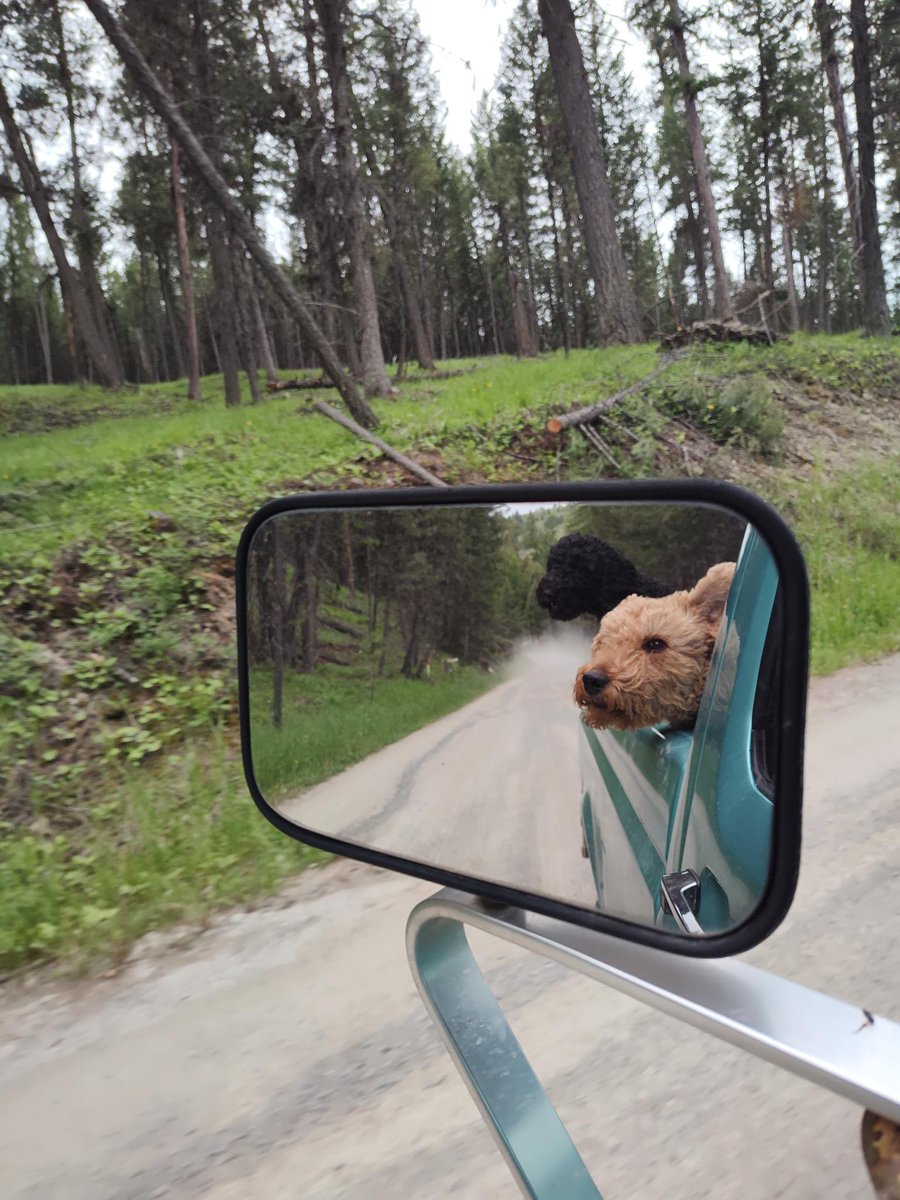 chadnuesmeyer's tweet photo. It's a fact of life, just as the sky is blue, dogs like car rides. https://t.co/KnktlJbsa4