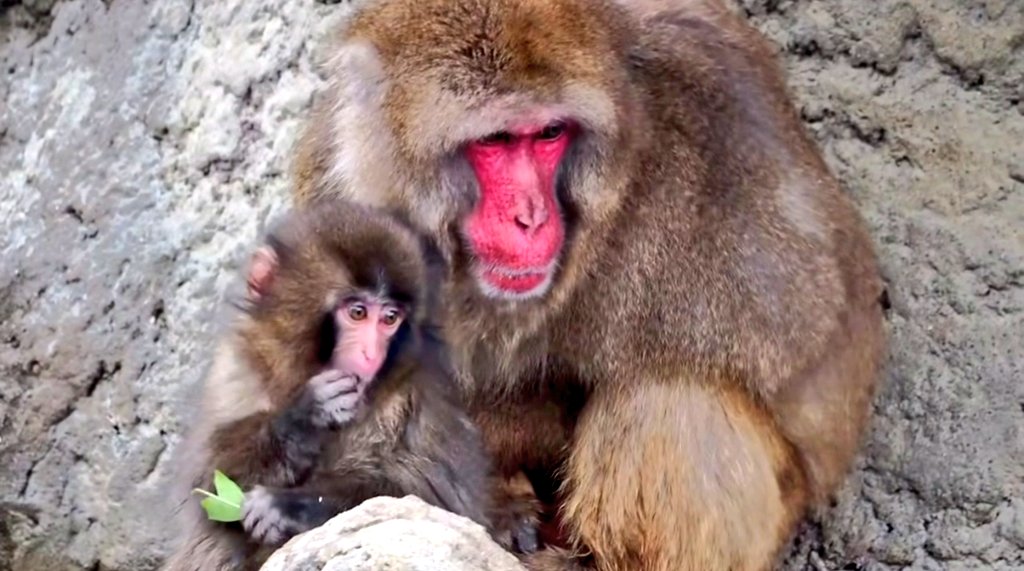 New1Restart's tweet photo. @ichikawa_zoo 皆様お疲れ様です。園の計画で子どもたちの環境がより良くなると信じています。ただ、現在の寄付額では環境改善にはまだ不足していると感じます。ぜひ皆様、今後も継続的なご寄付をお願いします。ここは多くの人を癒やしてくれる大切な場所です。ファンの一人として、皆様と一緒に守っていきたいです。 https://t.co/YEuWkq6tuW