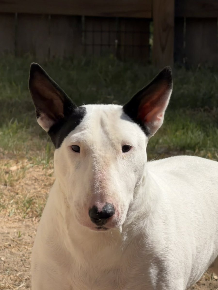 PACinTX's tweet photo. This is so special.  I could talk all day about her story and her personality.  I want her to have the best life she can.  Unfortunately a hip replacement is incredibly expensive. I appreciate anything you can donate.  💕 https://t.co/hg0uANsjDA