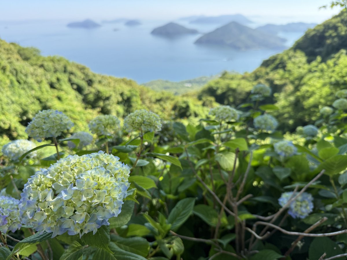 potochi_643's tweet photo. 朝は気持ちいいぞ😄
#モンキー125
#紫陽花
#紫雲出山 https://t.co/8YjUJEo1bf