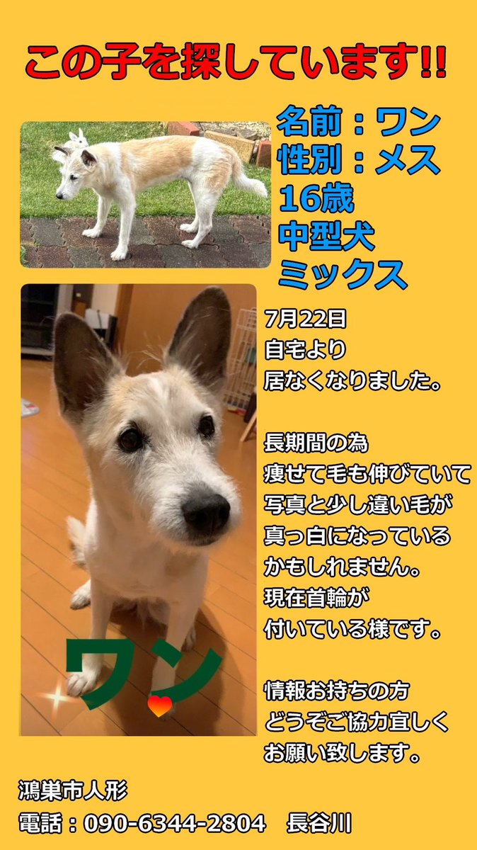 3218mini's tweet photo. いつもワンにいいね、拡散ありがとうございます
昨日19〜20時、鴻巣原馬室のたんぽぽ翔裕園付近でワンの目撃情報がありました
目撃しましたらご連絡お願いします
仕事中だと電話に出られないので��守電に場所と時間入れて頂ければ幸いです
どうぞ宜しくお願い致します https://t.co/KCAbpKmHg3