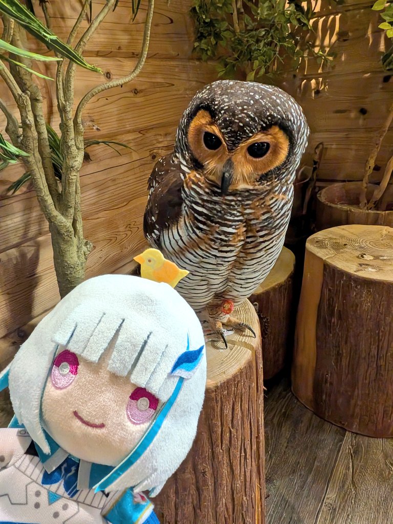 YAMAV10's tweet photo. フクロウの手触りめちゃ良かった！
後動画で気になってたポテチはご飯貰える場所でずっとスタンバってました https://t.co/2ubKpLRaHL