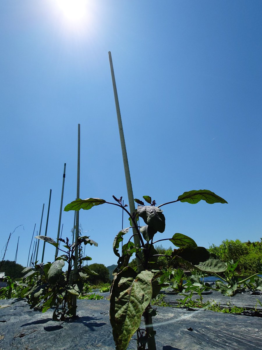 KN_000000's tweet photo. 今日はゆっくり時間とって畑仕事。野菜たちは順調順調。そして空と風が心地いい。いやー畑はやっぱ落ち着くわー
#農園 #家庭菜園 #土いじり #癒し #イマソラ https://t.co/e6jL8p2yuH