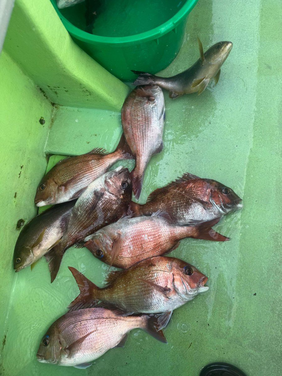 AbasOoolala's tweet photo. 今日は真鯛の釣りデー🎣
仕掛けを投げればすぐヒット💕
まさに無限連チャン状態です
そういえば、去年大物がたくさん出たポイントも、ちょうど5月末〜6月初め頃だったなぁ🤔
誰か大物が狙える秘密のポイントをこっそり教えてくれませんか
一緒に釣りに行ってくれる友達、募集中です😊
#釣り #真鯛 https://t.co/vpv0YzFfbn
