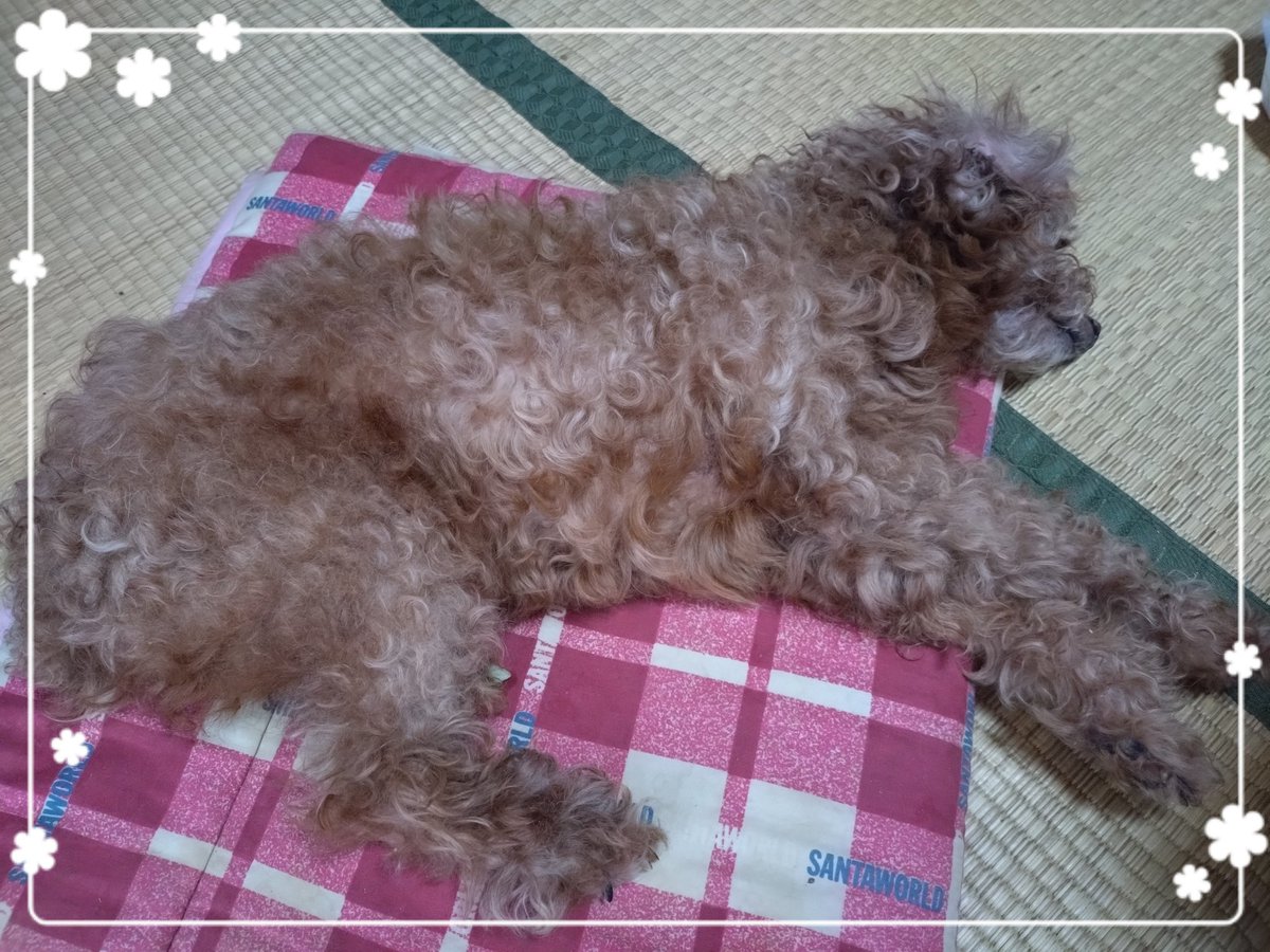 moon_magic_k's tweet photo. こんにちは
有馬です。 先週 右目を逆さまつげの手術を受けて まだ まぶたが腫れております。
毎日 暑いですね💦
クッキー🐩とイチャイチャしております。
私の大好物の さつまいものスイーツ   ラブリー  美味しい♡

ランチにハヤシライスを作りました。 https://t.co/aA8161cAwL