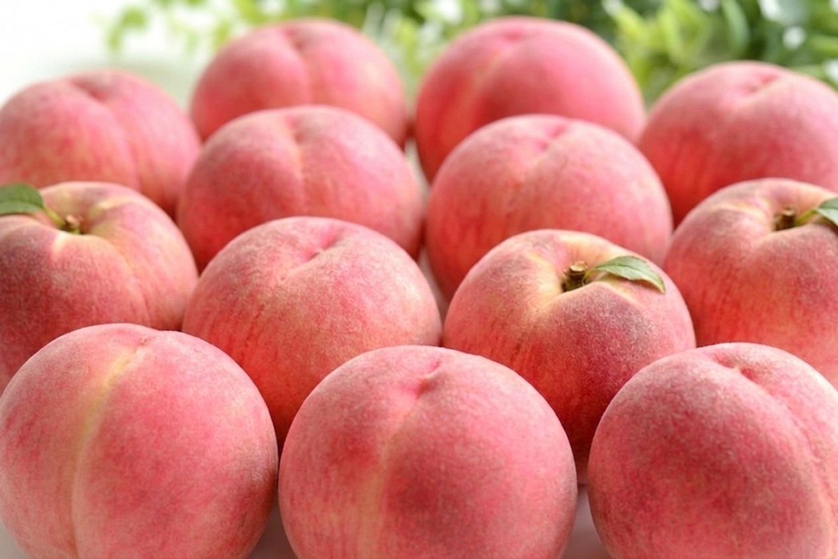 Tofuku_Kaju's tweet photo. ✨フルーツ好き必見企画✨

『岡山県産 🍑桃 5㎏（7,000円相当）』

抽選で 7名様 にお送りいたします

【応募方法】
・本アカウントをフォロー
・リポスト🔁＆いいね💕

応募締切:6月1日 https://t.co/V8v4XnTaNt
