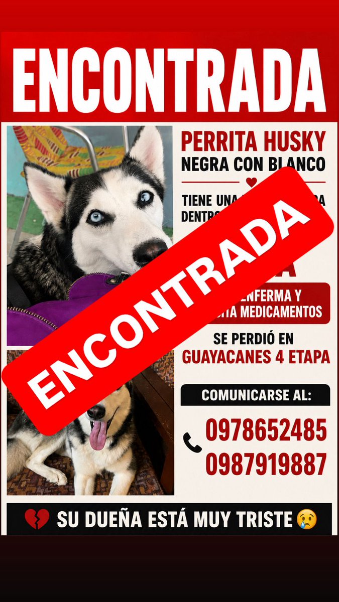 ChabyAndrade's tweet photo. Gracias a todos por difundir! Lana ha sido encontrada un poco lejos de casa pero en buen estado, gracias a Dios. Estamos muy felices de que al fin se encuentre con nosotros 😊❤️ la extrañamos demasiado 🐾❤️ https://t.co/Xn70pko7h8