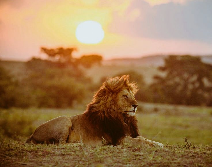 Lion's_Share_Trader tweet media
