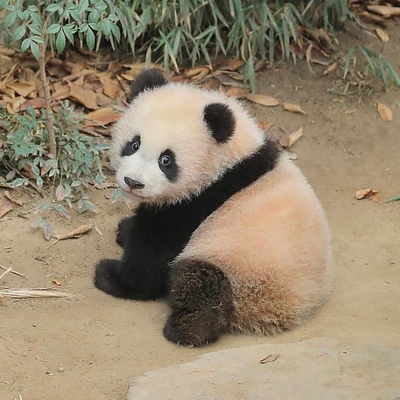 𝙥𝙖𝙣𝙙𝙖-𝙗𝙖𝙤 🐼 tweet media