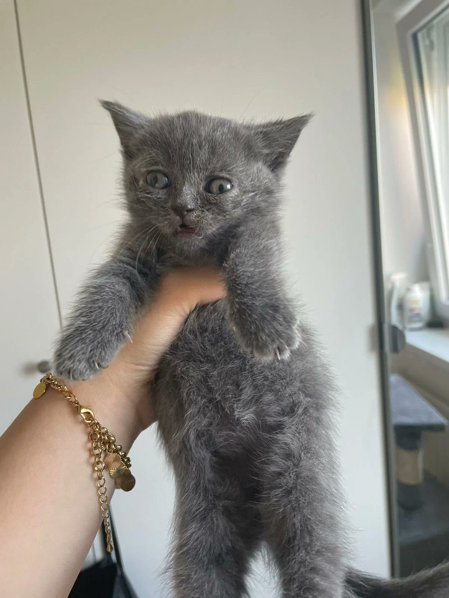 jayedtx's tweet photo. hey everyone i dont know if yall were aware but i have some really important news to share. today is friday. not just any friday, but fucked up feline friday. thank you for understanding. https://t.co/sjHRqnpECE