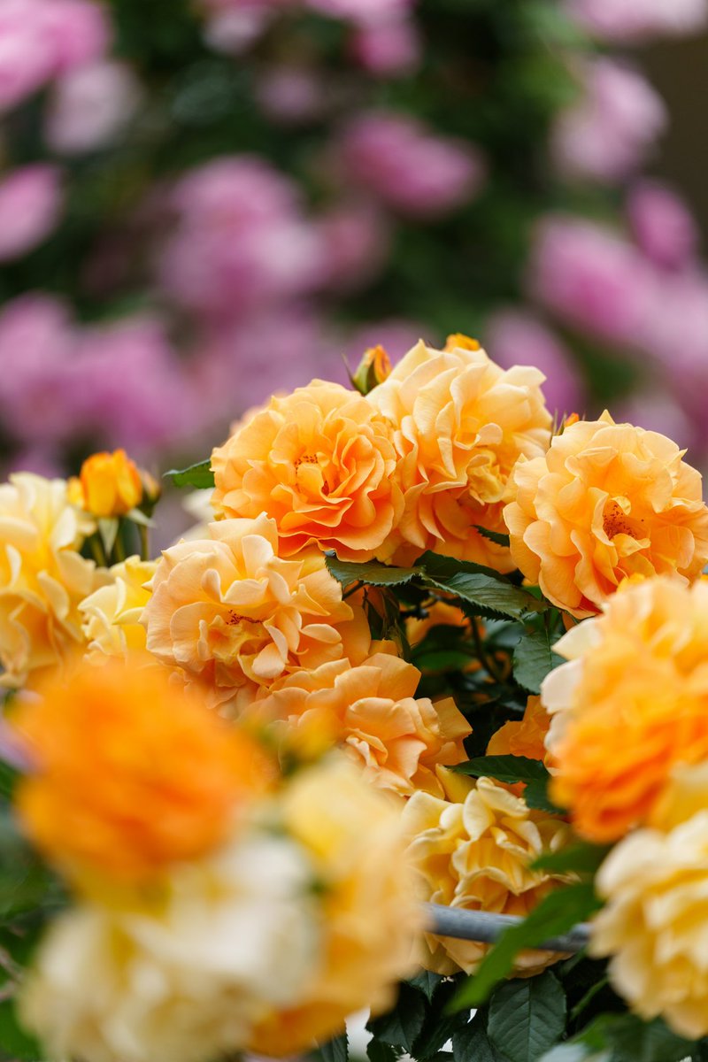 Kno418G's tweet photo. 「オレンジの薔薇」

#写真好きな人と繋がりたい
#写真撮ってる人と繋がりたい
#ファインダー越しのわたしの世界 https://t.co/HcLhiUxw8A