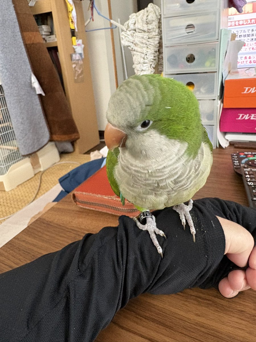 こんぶちゃん専用 こんぶちゃん