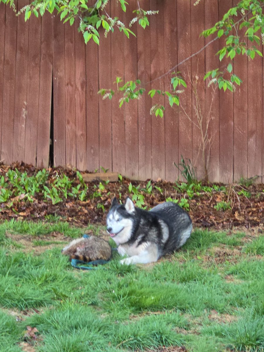 Goldelef's tweet photo. @MJTruthUltra Smiling as queen of her kingdom after she took out a raccoon.   😂 https://t.co/BYlUgnanzA