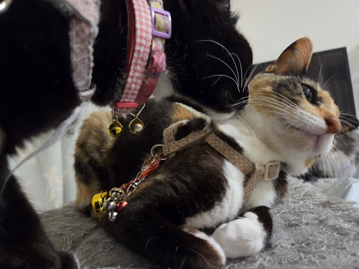 mkirdth's tweet photo. 吸われる末っ子
#猫
#猫集 https://t.co/n3f5HimcZM