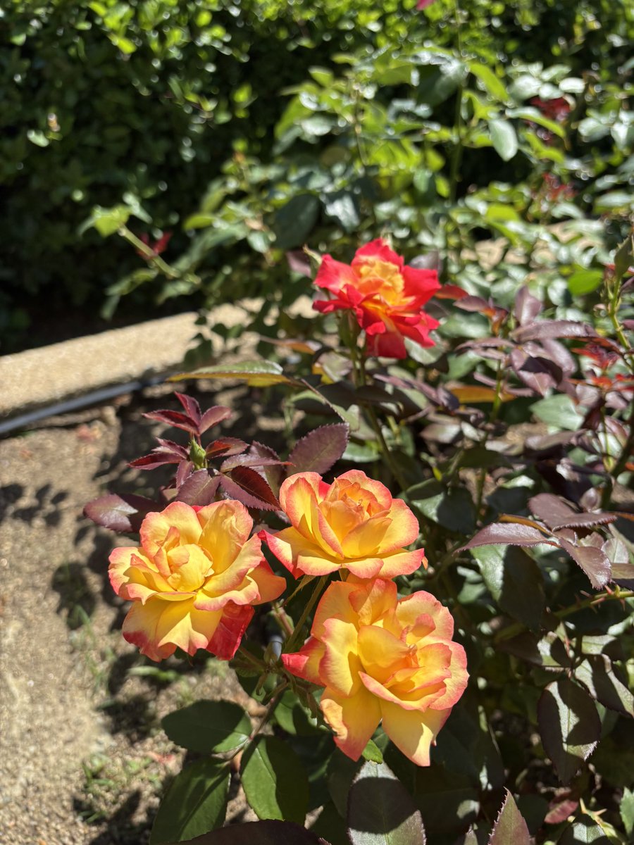 大阪、あっちーねぇ☀️ 今朝は中之島公園の薔薇園などに行って来たよ