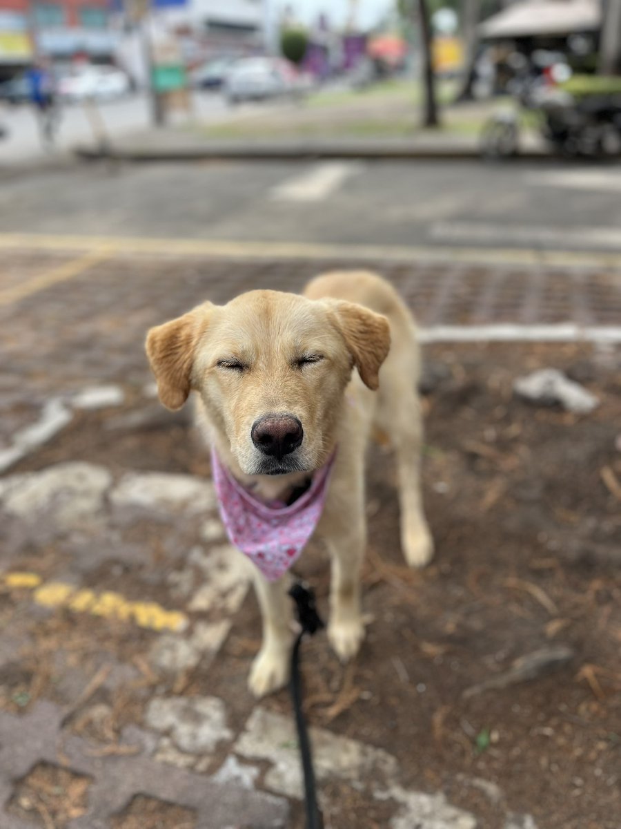 𝙷𝚎𝚕𝚊 𝙼𝚘𝚛𝚎 🐶 tweet media