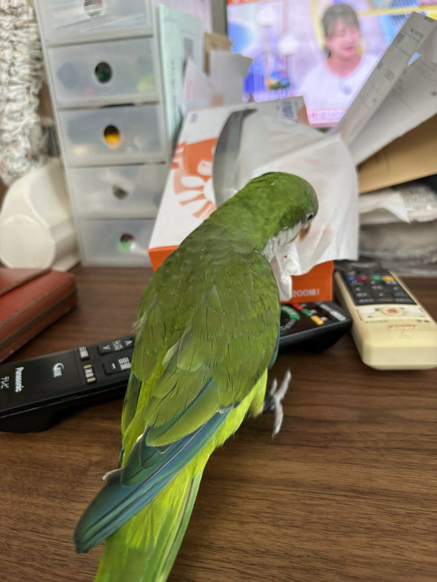 こんぶちゃん