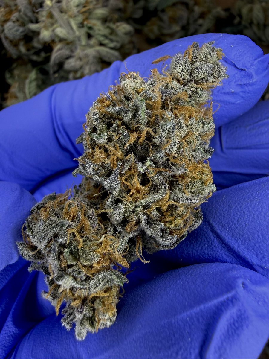 LCCGenetics's tweet photo. Lantzville OG “Garlic &amp; Cream cut”
LCC Genetics 🇨🇦 https://t.co/5QbK6Fqoj4