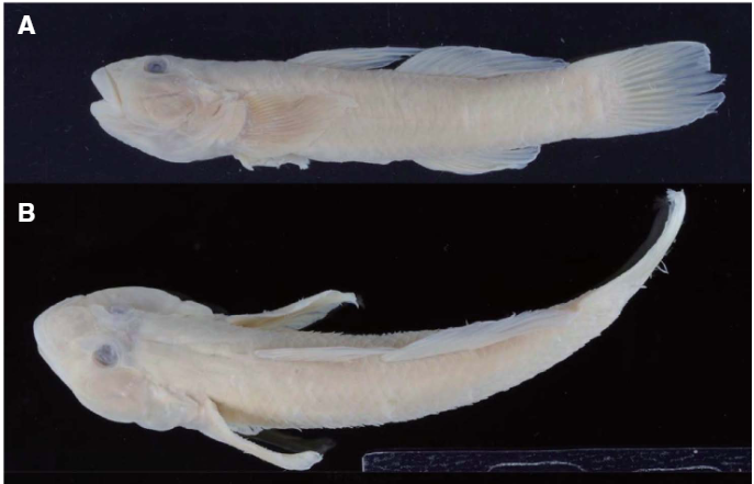 IchthyRightMan's tweet photo. My co-author and I examined the goby fauna of North Korea—a region that is now difficult to access—using specimens collected nearly 100 years ago. This was made possible thanks to the lead author’s exceptional expertise about Rhinogobius goby. https://t.co/4i4nYtTmPO