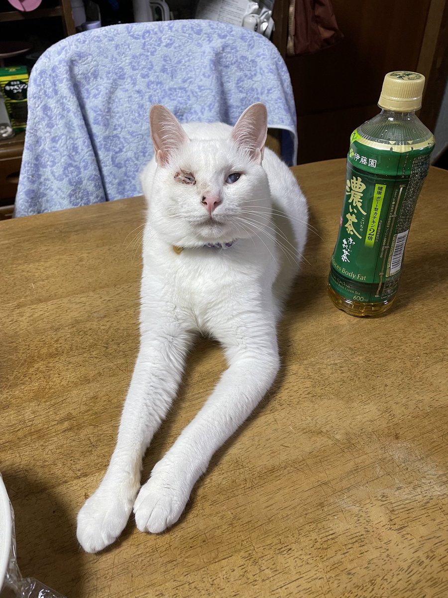 ねこかわいいね(*ΦωΦ*)