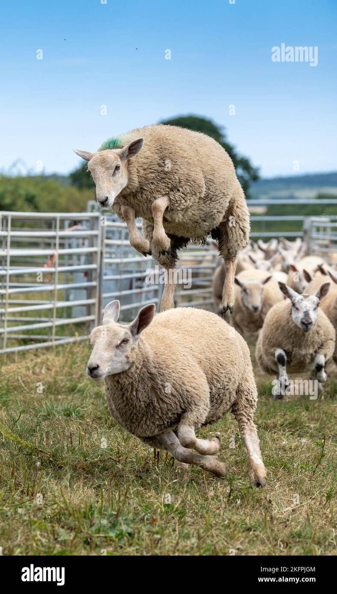 sheep tweet media
