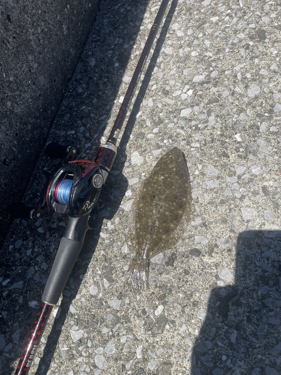 FishingMan_AHRD's tweet photo. でっかいでっかいヒラメ🐟釣れた🐟3倍の��きさになって帰ってきて下さい🐟イワシは大量🐟
特攻隊ステッカー家に帰るまで気付かんかった（笑 https://t.co/Fa9odfQ51k