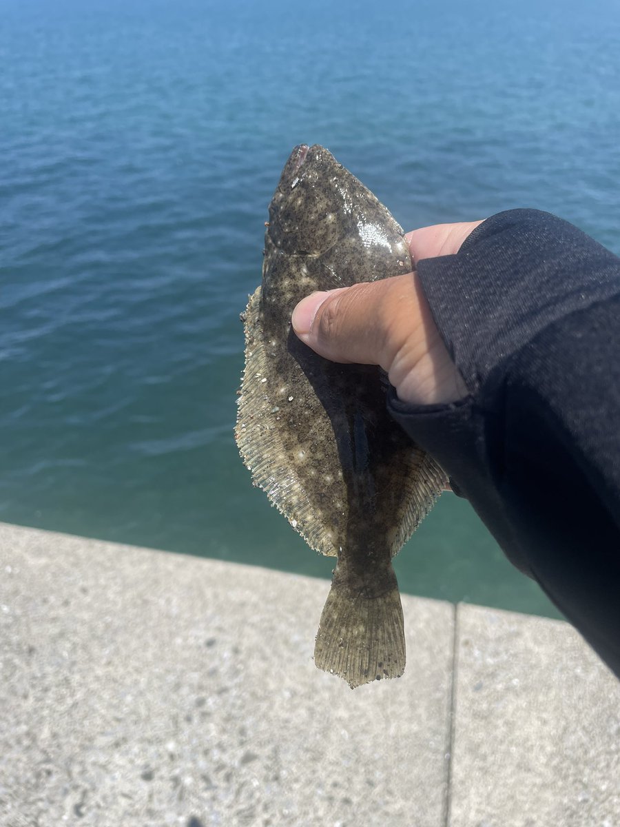 FishingMan_AHRD's tweet photo. でっかいでっかいヒラメ🐟釣れた🐟3倍の��きさになって帰ってきて下さい🐟イワシは大量🐟
特攻隊ステッカー家に帰るまで気付かんかった（笑 https://t.co/Fa9odfQ51k