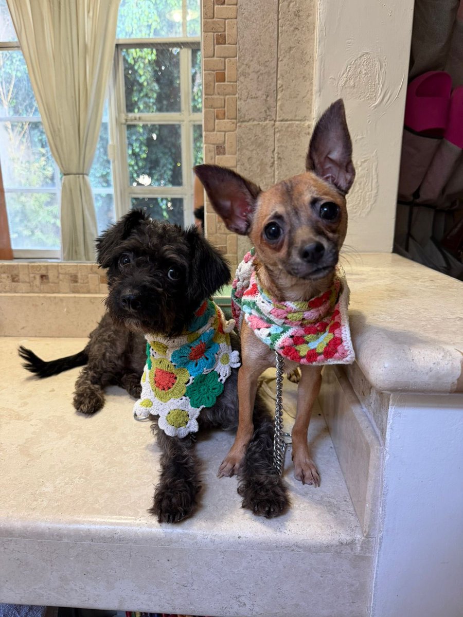 𝙷𝚎𝚕𝚊 𝙼𝚘𝚛𝚎 🐶 tweet media
