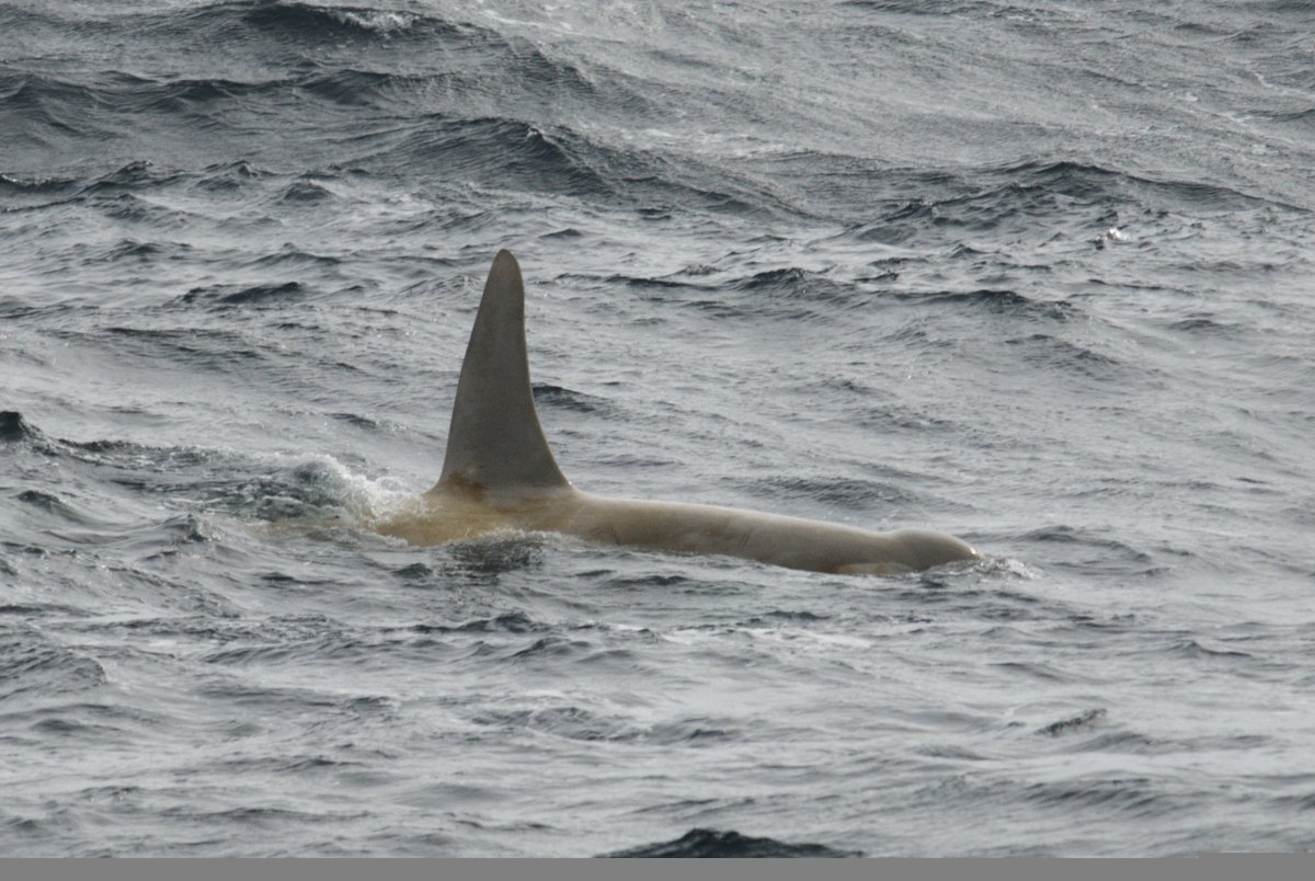 BrochJamm's tweet photo. An interesting white killer whale photographed by Holly Fearnbach of NOAA on 23 Feb 2008 near Kanaga Volcano, part of Alaska’s Aleutian Islands. https://t.co/8ndtjtkALu