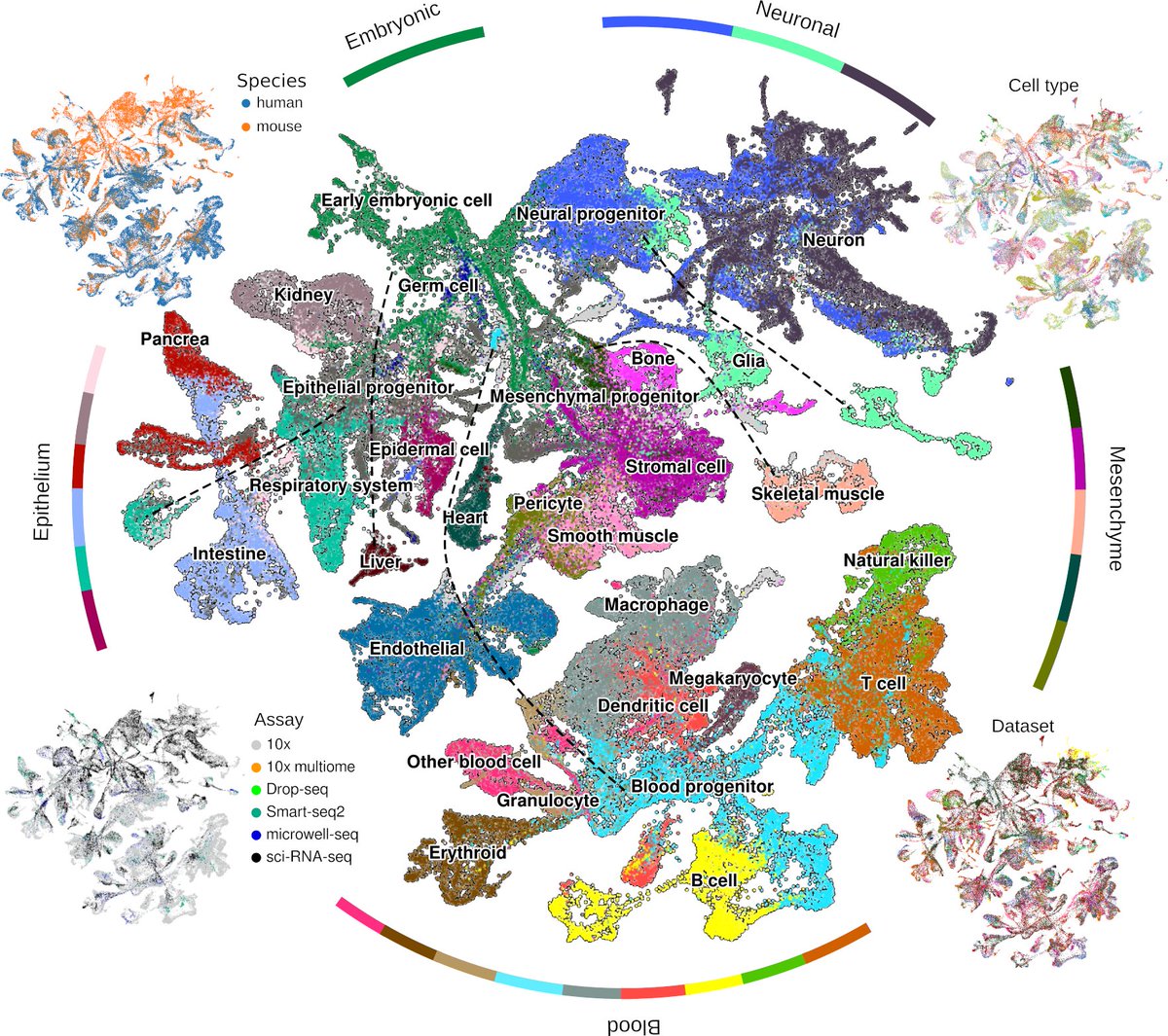 ZhuangLab's tweet photo. What is the global structure of cell-state space—and how do perturbations drive transitions within it?

Excited to share our new preprint (https://t.co/ZTlAY4eaJf), a work in collaboration with @JswLab. https://t.co/l0a5B0CJw8